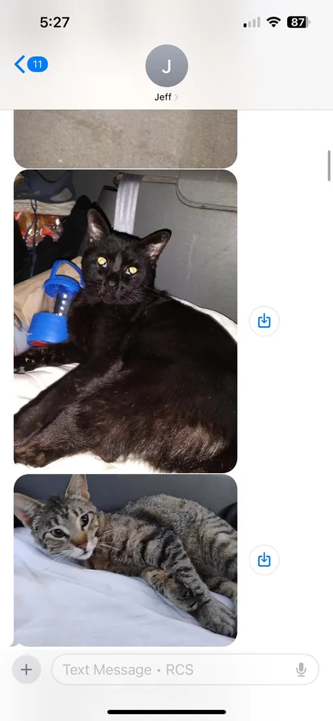 A homeless man in my area feeds over 20 stray cats every night