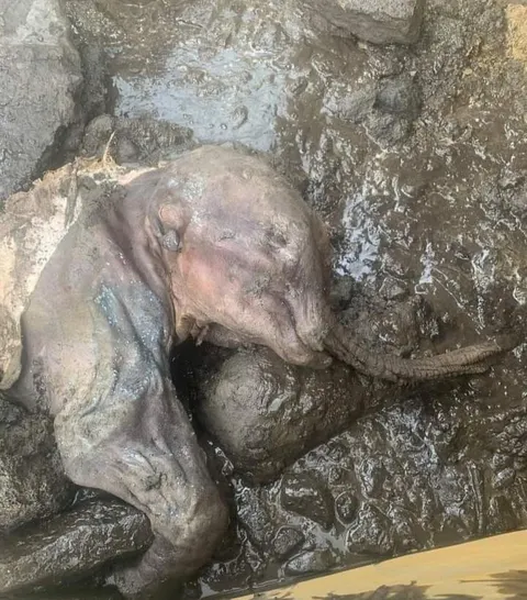 Remarkably Preserved 30,000-Year-Old Baby Mammoth Discovered in Permafrost. 