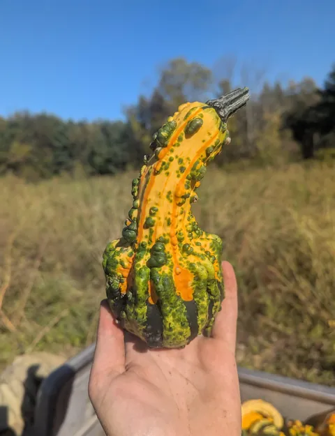 Some unique finds from the pumpkin fields at work this year!