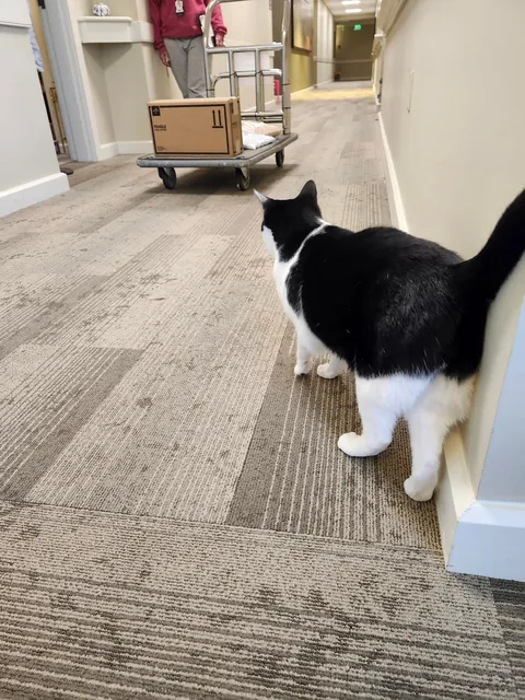 This is max, he is the cat of an old lady i deliver packages too. He is also incredibly friendly.