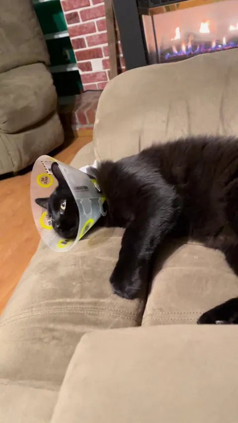 Just adopted a new void. Been home 10 mins and he’s already working at the biscuit factory.