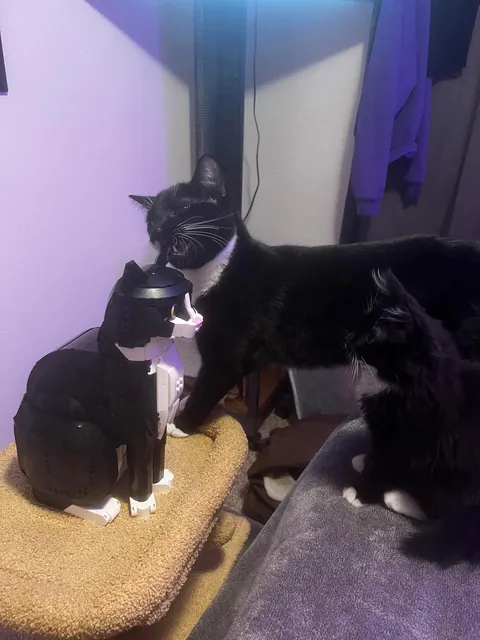 Show me the funniest pictures of your cats