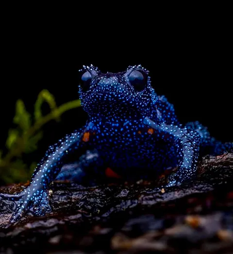 🔥 Nature's Cosmic Canvas: Behold the Mesmerizing Galaxy Frog