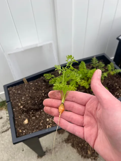 I just saw a massive carrot post…here’s my response