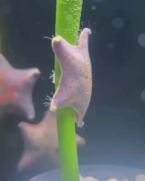 The crowd was shouting: "Patrick, shine!" and Patrick shone…