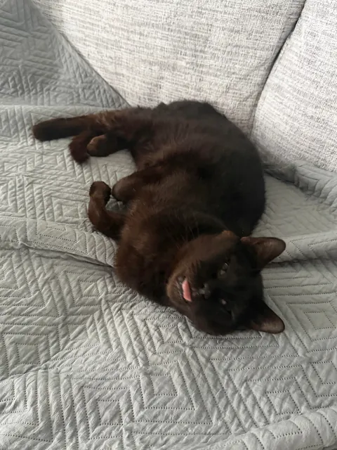 This is Sir Loin, my 16 year old cat. He looks like a blob but very much a distinguished gentleman