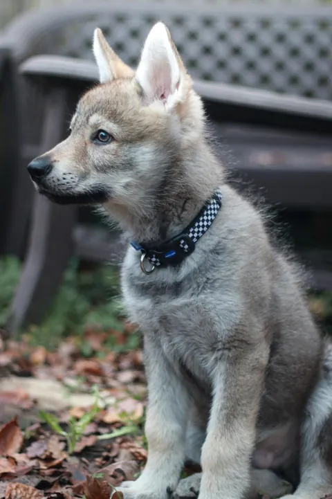 Stole ALL the attention at the vets today