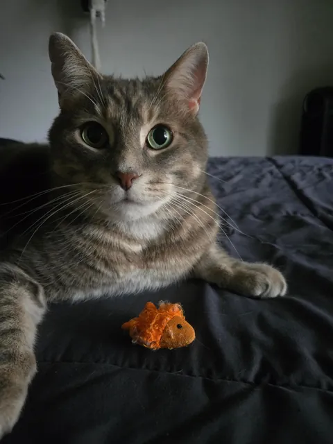 Got my cats favorite toy tattooed yesterday. Melanie Wayland / Stratford Ontario / Brindle Boy Tattoo