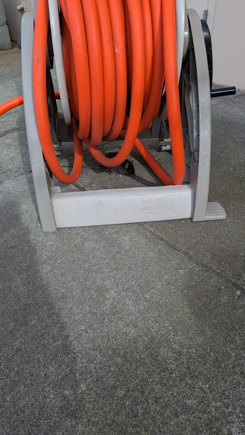 Can I take this little guy home?