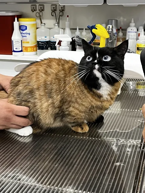 What breed is this fella?