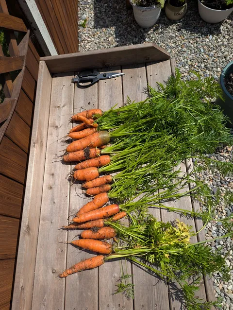 I grew these!!!