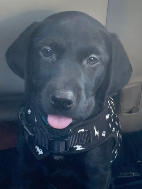 She’s going to be my service dog :)