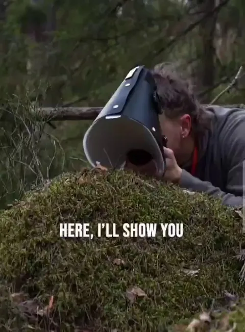 Mosses have a very colorful and vivid parts seen in the milimeter level worls. Here is a Close-up view.