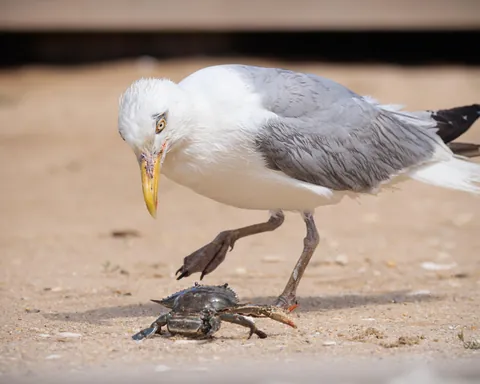 Duel between a Gull and a crab defending her eggs.