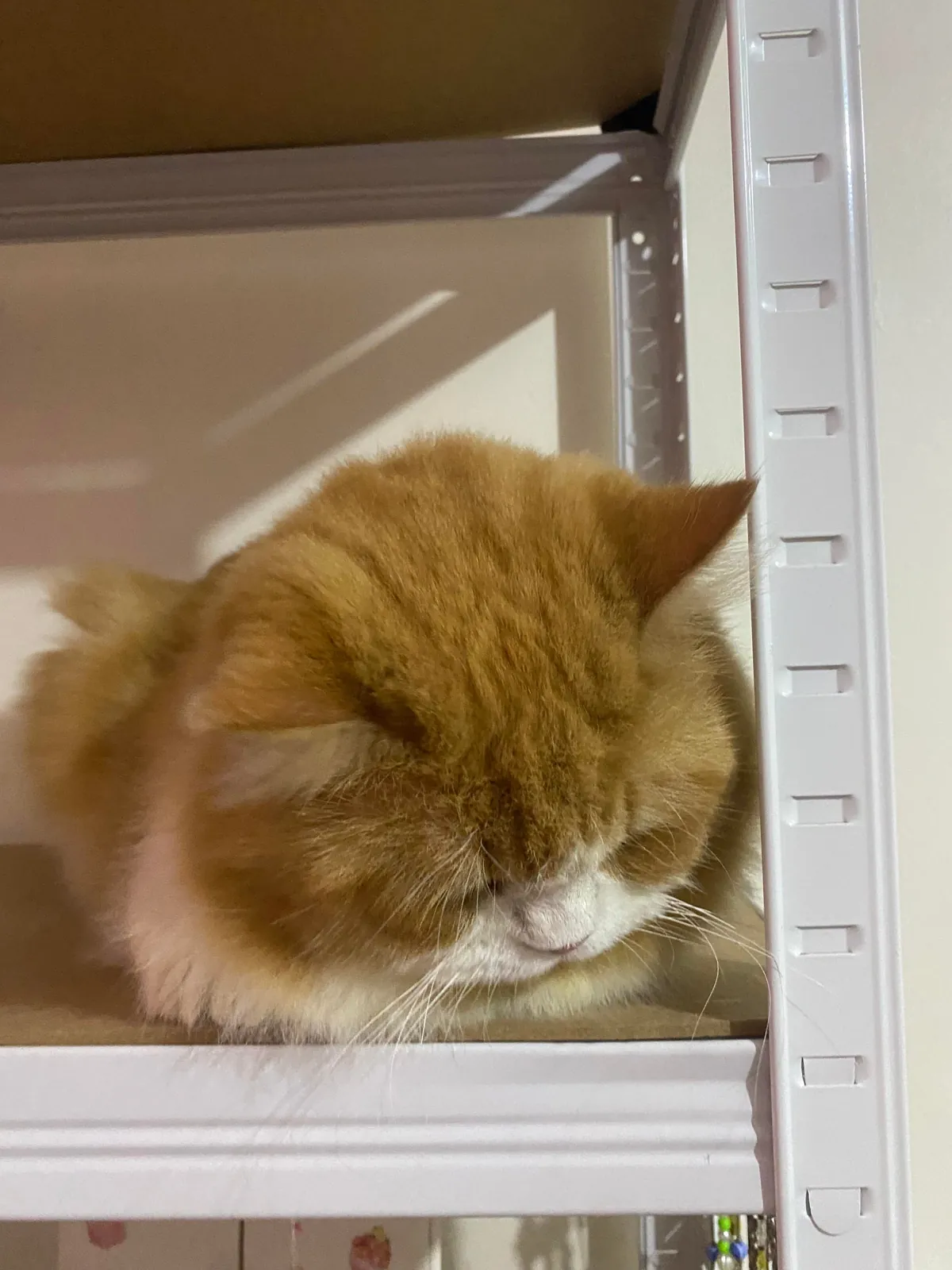 my sleepy rascal ginger car