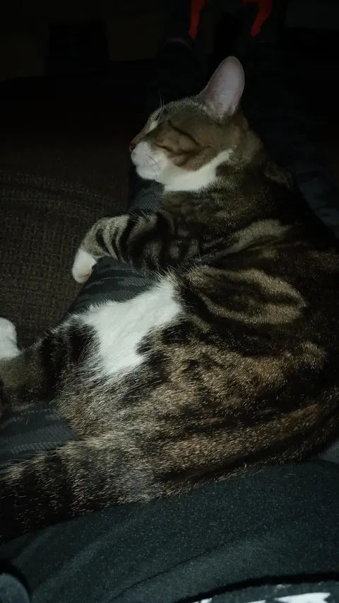 My buddy accidentally let my cat out a few days ago and I've been worried sick. My grandma died from covid yesterday and I was really going through it because I lost both of them. I fell asleep crying I woke up this morning to him meowing in my face at 5 am. I thought it was a dream! Lol