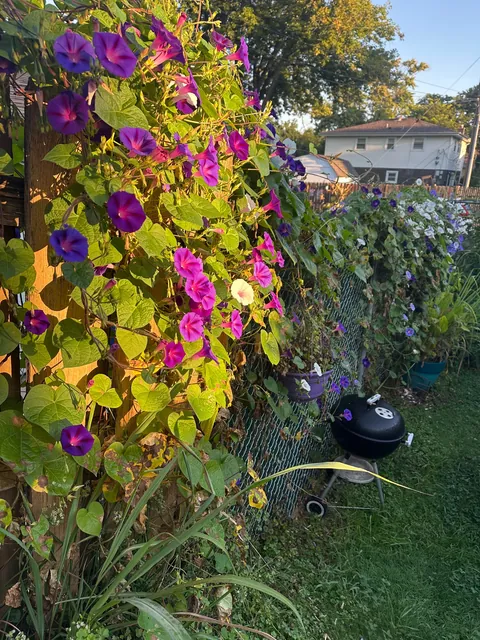I love waking up to so many morning glories blooming every day. Idk why people don’t think this plant, it’s beautiful 😍