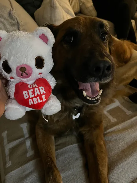 Teddy loves his toys