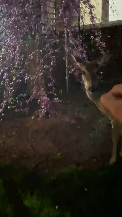 I petted a wild deer on the street