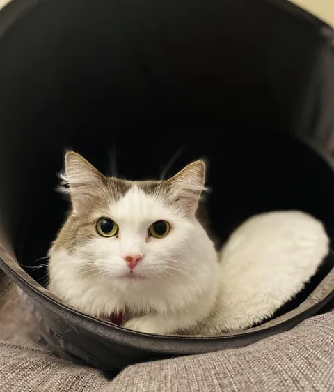 I’m sorry, but can I show you all how pretty my cat is?! And can I please see how pretty yours are?