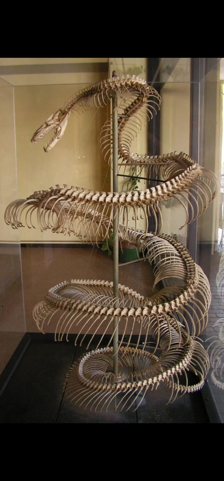 Skeleton of a 28ft anaconda
