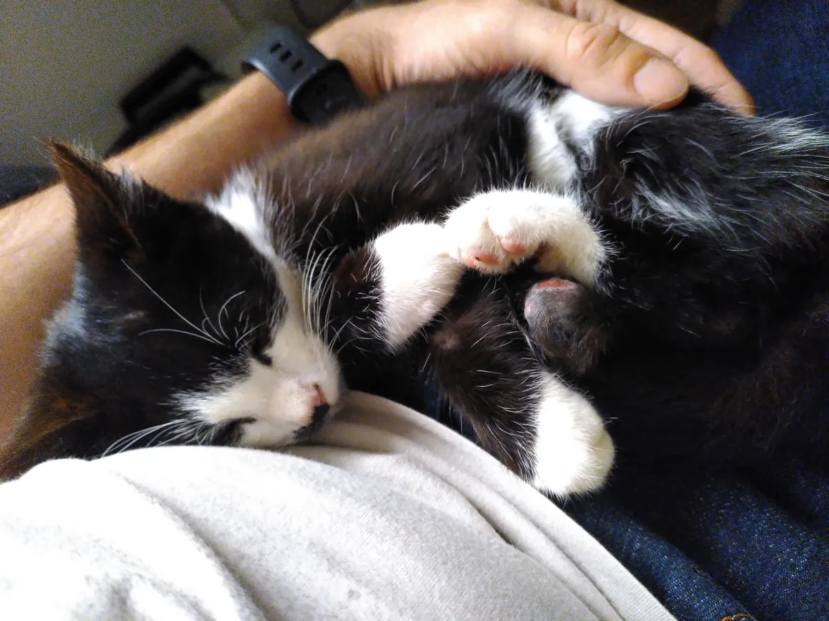 This ball of pure cuteness appeared in my garden a week ago, and hasn't left. I guess I have been adopted.