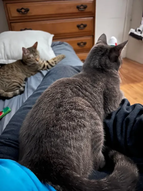 Last Sunday my cats may have saved everyone in my apt bld.