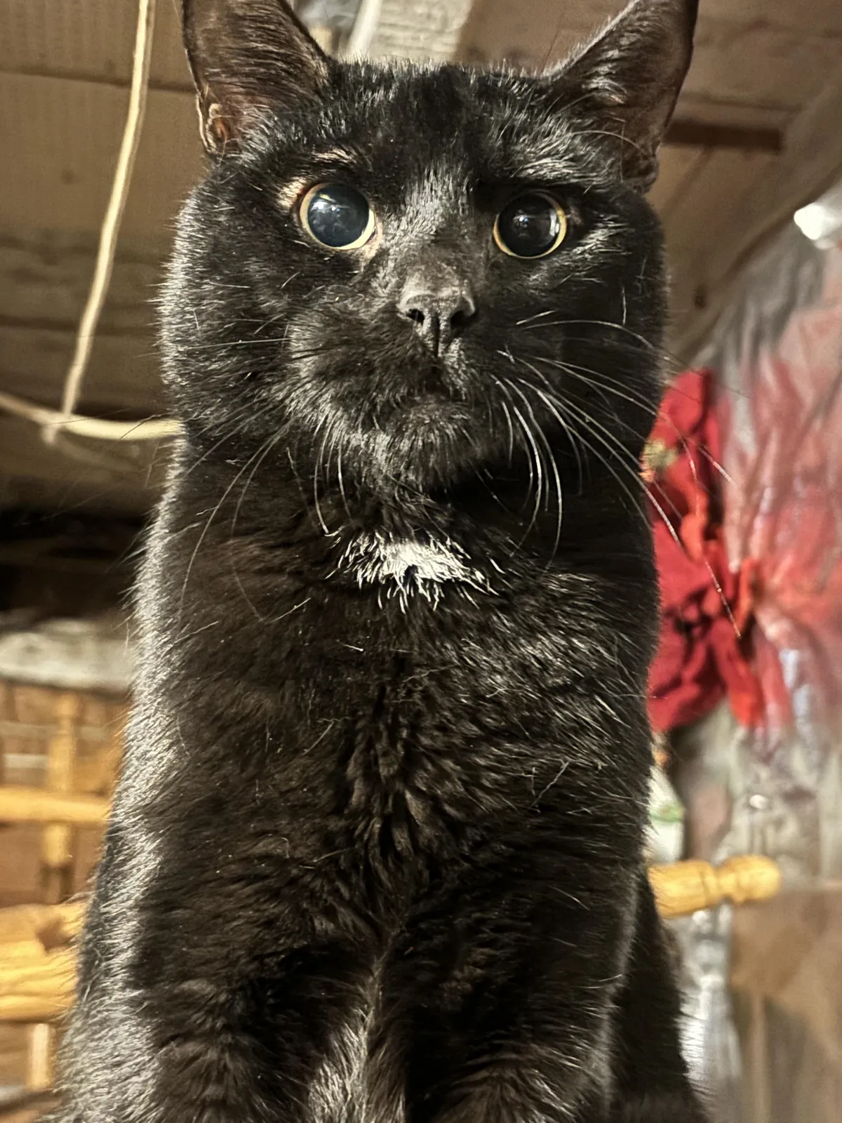 My cat stares at me like this