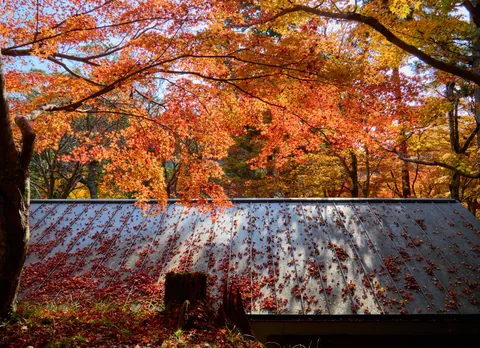 Autumn in Kansai, Japan