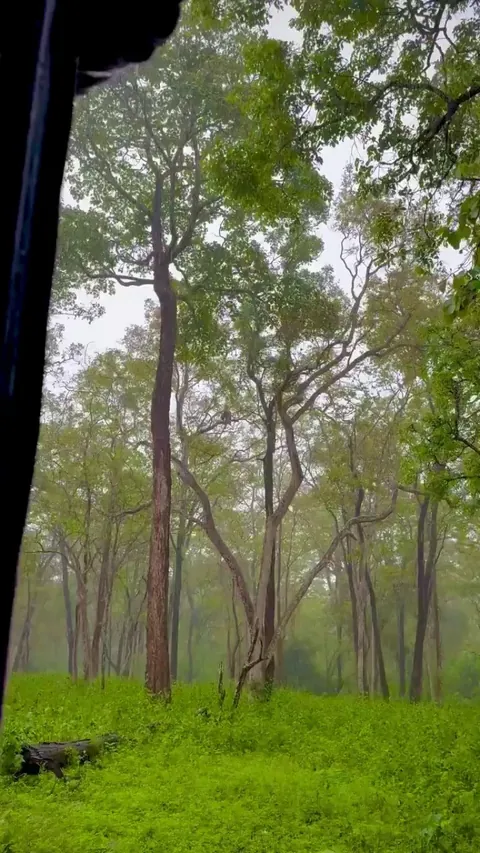 🔥 A Leopard descends a tall tree in heavy rain - Kabini Forest, India