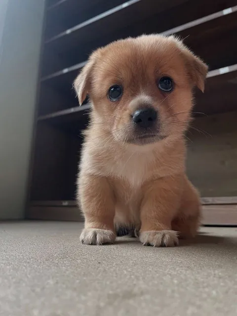 Meet my sister’s new puppy she doesn’t have a name yet, but isn’t she the cutest?