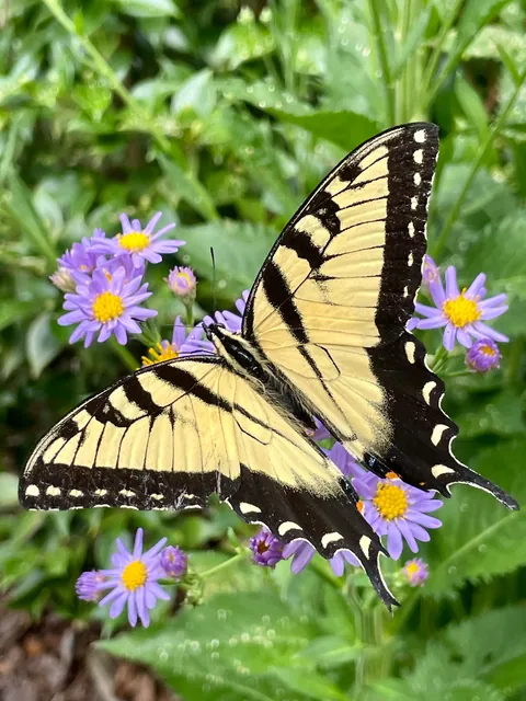 Happy Thursday from my pollinator garden!