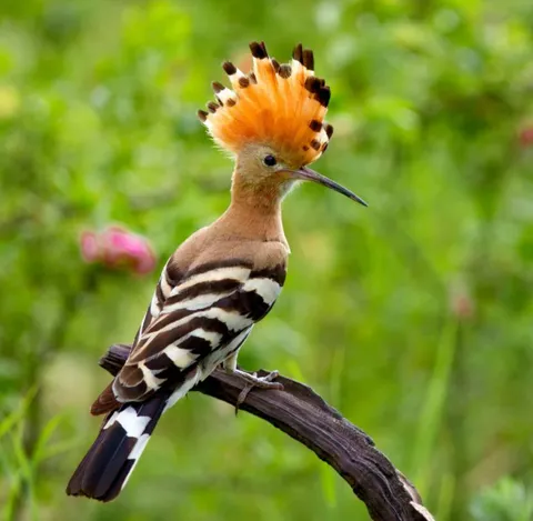 🔥 Britain’s beauty of a bodacious bird