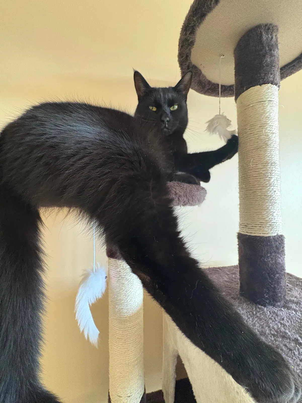 Black nose, black whiskers,  black paws… white tip of tail? 🖤🖤🖤🤍