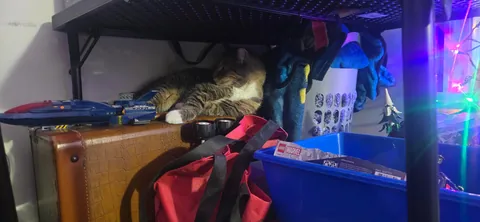 Childhood cat found after 2 years