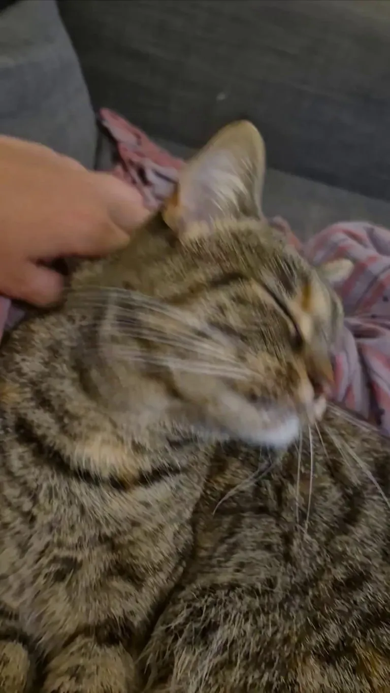 I just found out that petting Miso mid-groom causes her to glitch 😆