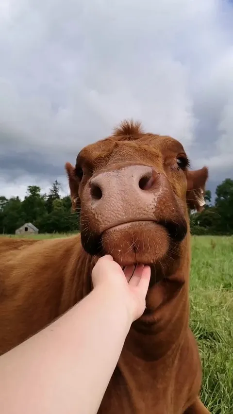 Chunk acts like this whenever I give her chin scratches.