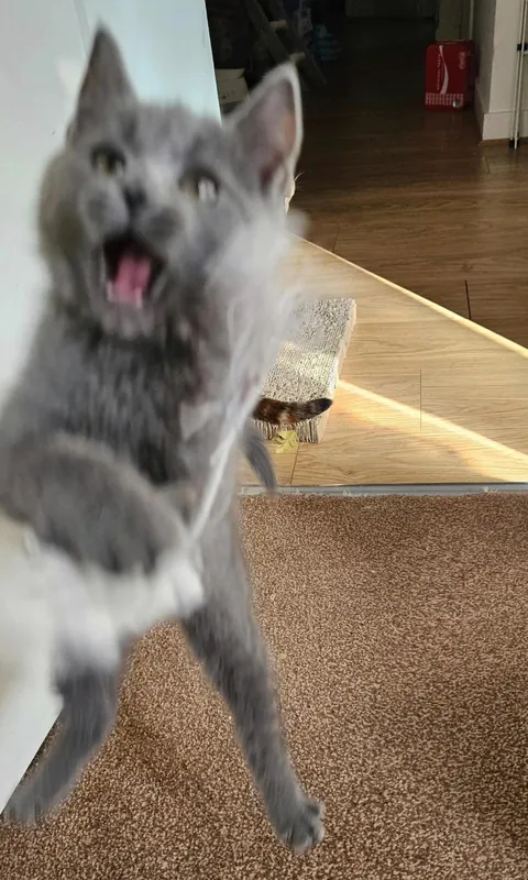 Just wanted to share even just 1% of the joy that my clowder brought me today 🥰