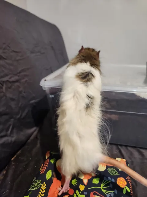 The Level of Fluff on New Zealand Angora/Fluffy Rats!