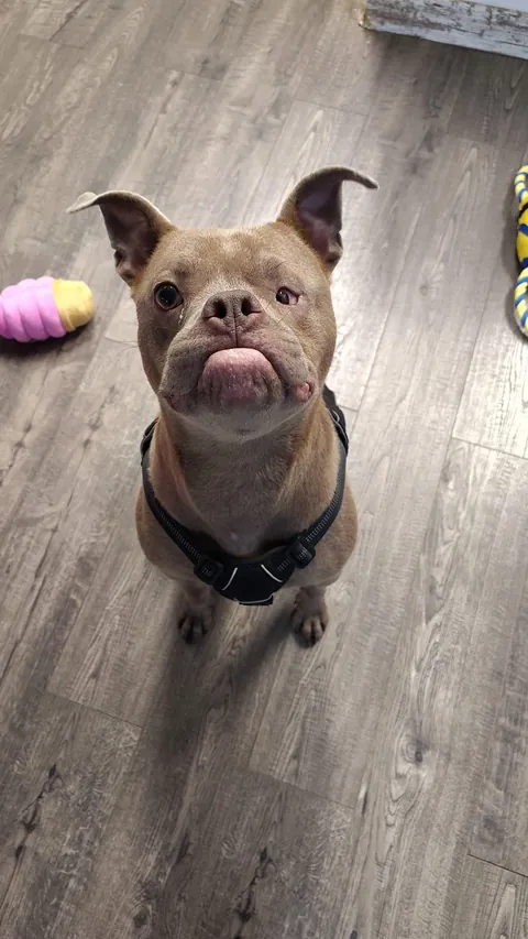 Kringle is busy loving on his new FOREVER fam and getting introduced to his new doggy sibling! 🐾