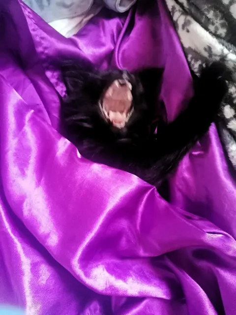 My new kitten, Petrus, sure is a character