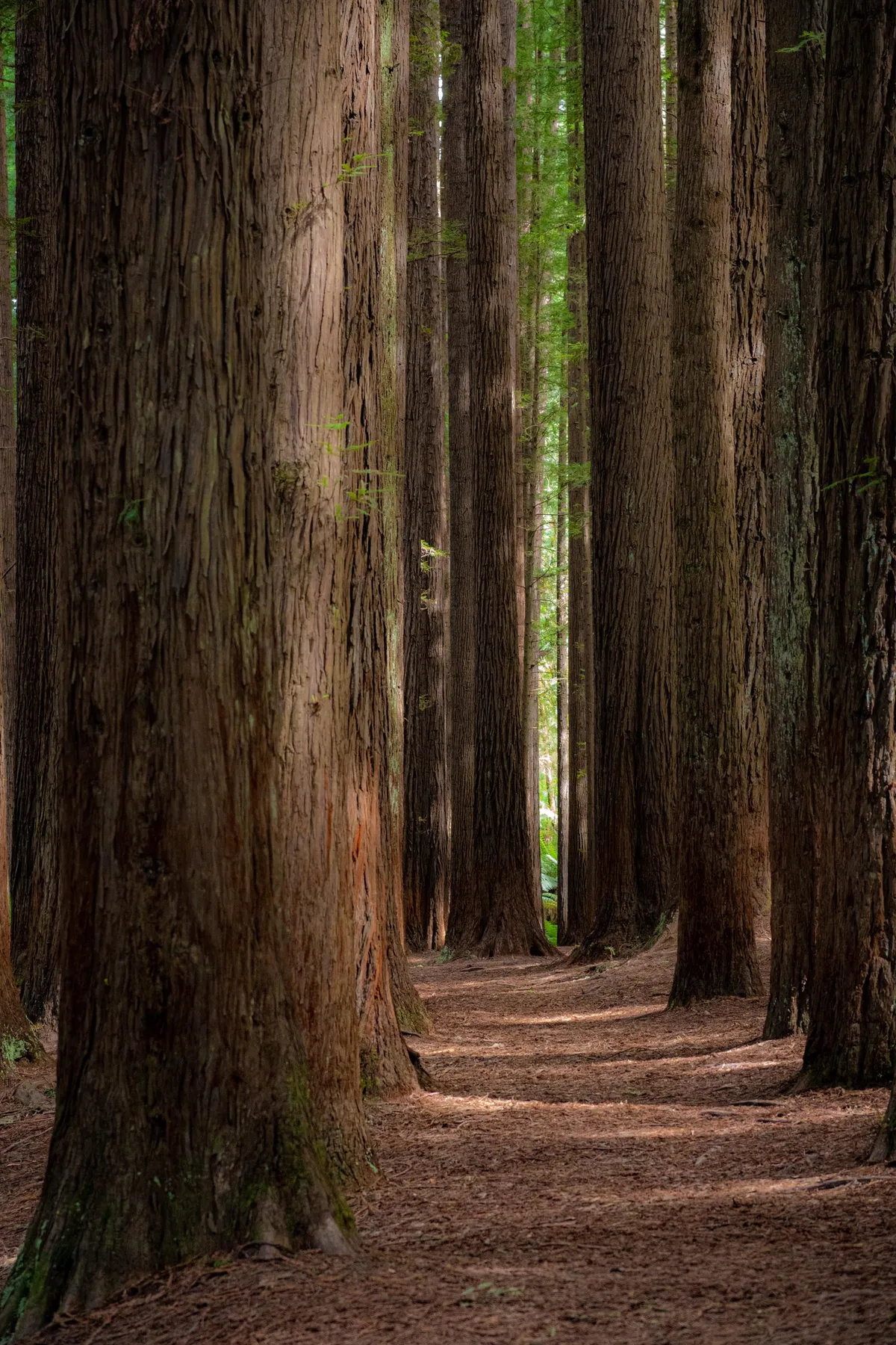 Some Californian Redwoods got lost and somehow ended up down under. Great Otway National Park, AU. [OC][1825x2738]