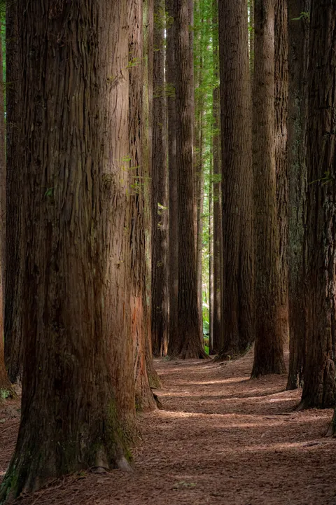 Some Californian Redwoods got lost and somehow ended up down under. Great Otway National Park, AU. [OC][1825x2738]
