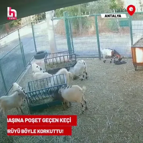 The goat put a bag on its head and terrified the sheep