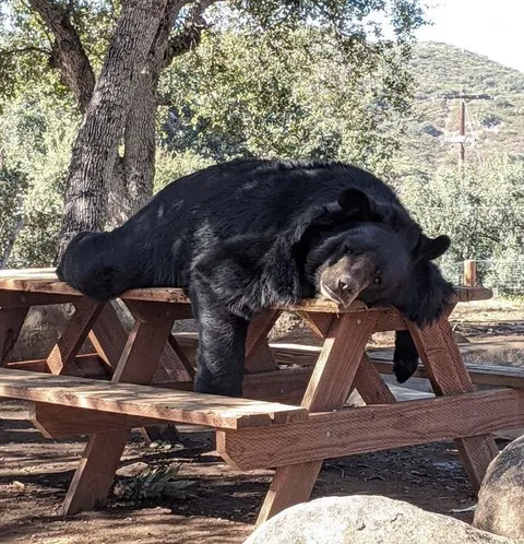 🔥 This bear has reached peak boredom