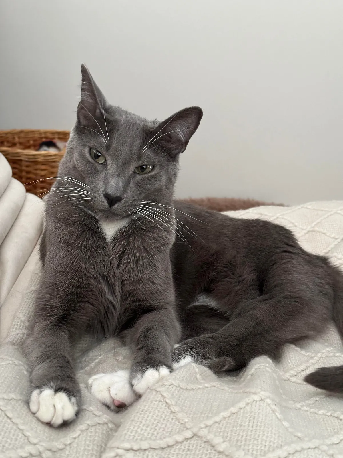 I went on a 10-day vacation. He has been pooping outside his litter box in protest. Can you all shame this criminal?