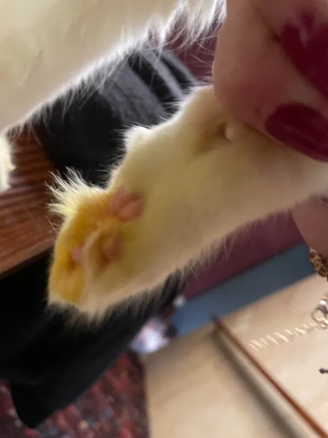 came home and my cats feet are yellow?