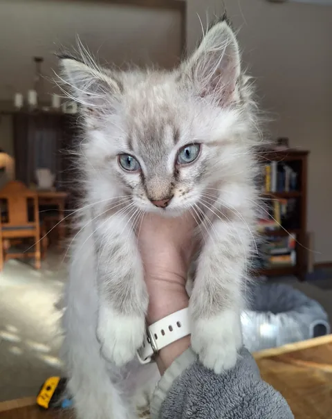 The face of a kitten that would NEVER climb the Xmas tree