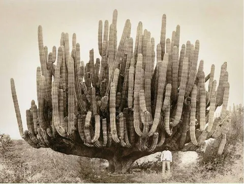 A very large organ pipe cactus in Baja California, 1895.