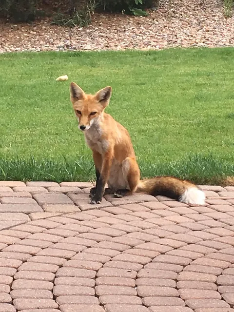 🔥These guys showed up in my yard one day. I took pic to vet as I thought they looked ill. Vet confirmed it was mange— which could kill them